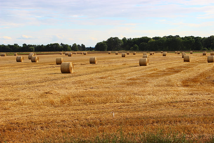 mezőgazdaság, falu, kukorica, termesztése, táj, a mező, falu Lengyelország