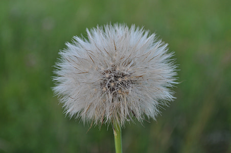 faded, seeds, seeds was, meadow, withered dandelion number, nature, transience