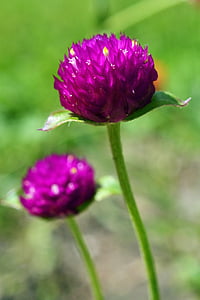 amarant, gomphrena globosa, flor, flor, violeta, flor, trockenblume