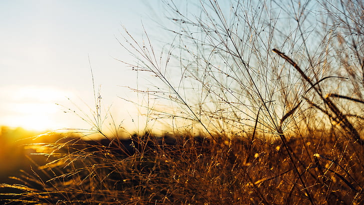 Dawn, schemering, gras, natuur, hemel, zonsopgang, zonsondergang