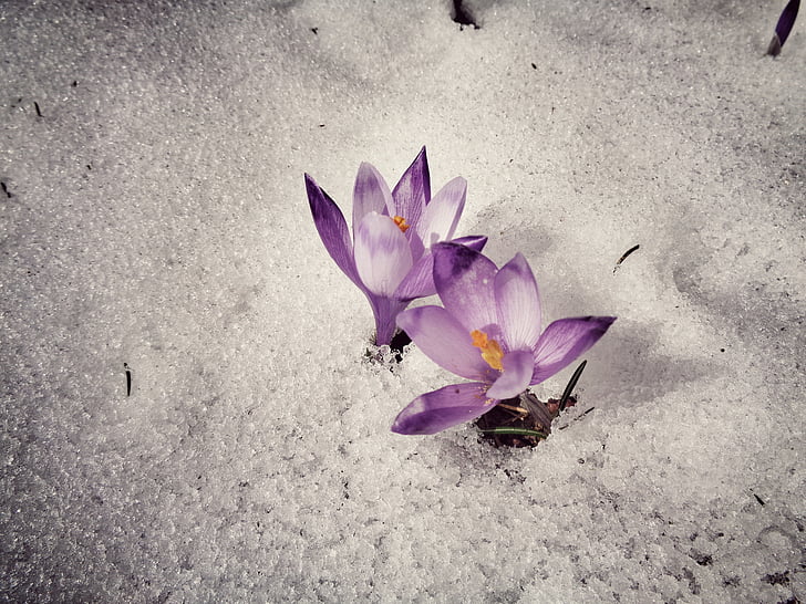květ, sníh, Příroda, chlad, květiny, Zimní, LED