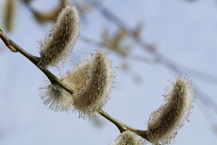 spring, branch, pasture, pussy willow, tree, frühlingsanfang, bud