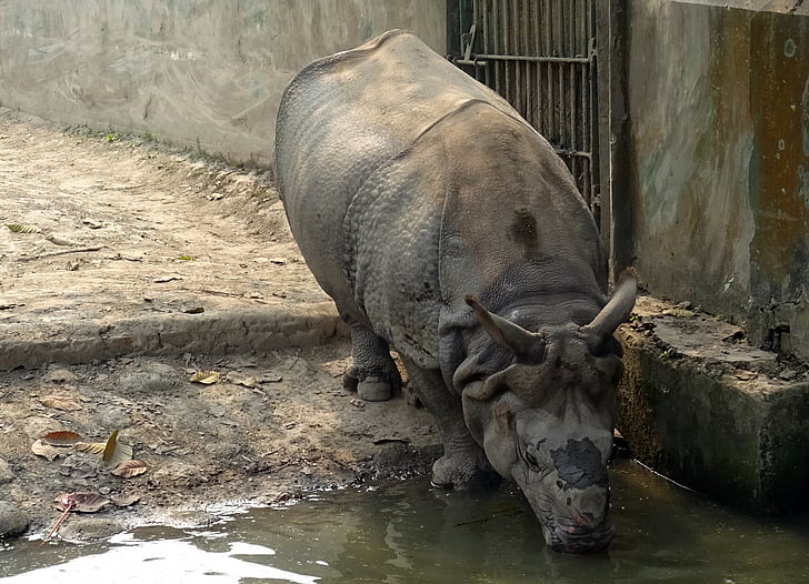noshörning, en-horned, djur, vilda, vilda djur, hotade, Rhino