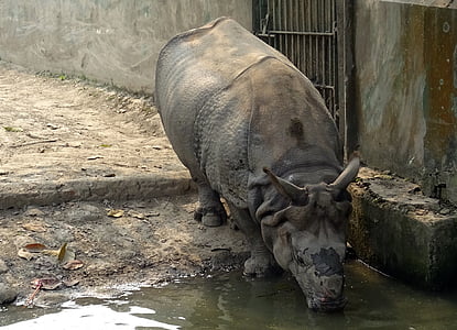 rinoceront, una banya, animal, salvatge, vida silvestre, en perill, rinoceront