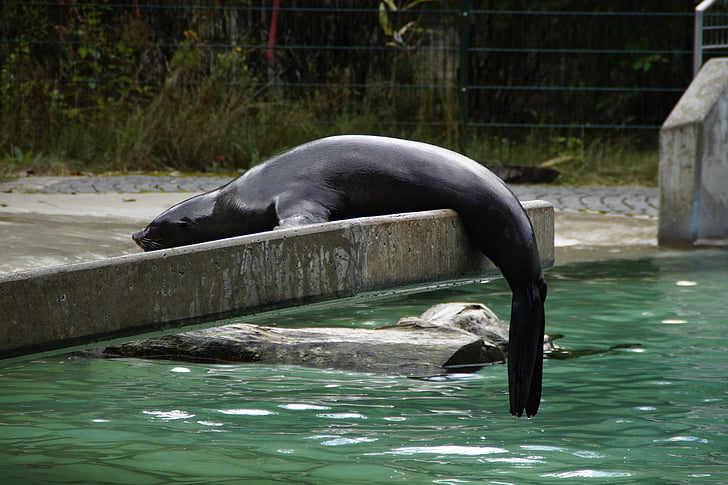 sea lion, zoo, aquatic animal, lazy, hang out, lying around, meeresbewohner