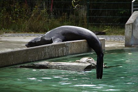 Sea lion, Zoo, veeloom, laisk, Hängima, asuvad ümber, meeresbewohner