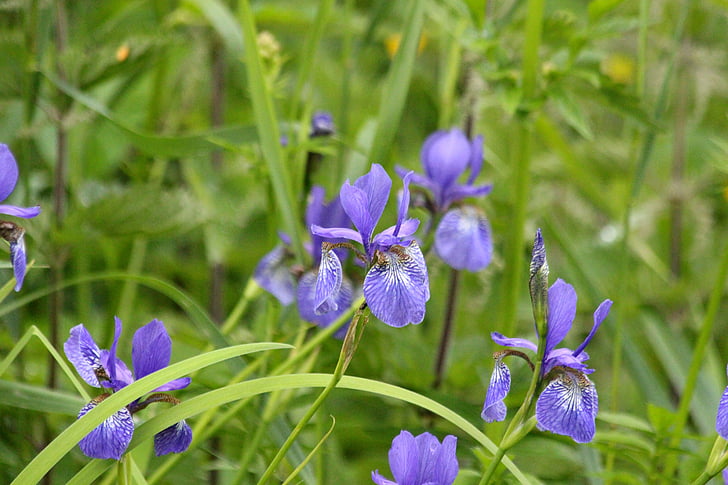 IRIS, Iris sauvages, fleurs, été, fond vert, herbe, fleurs d’été