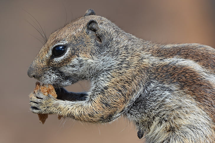 veverica, razlog veverica, živali, majhna severnoameriška veverica, hrane