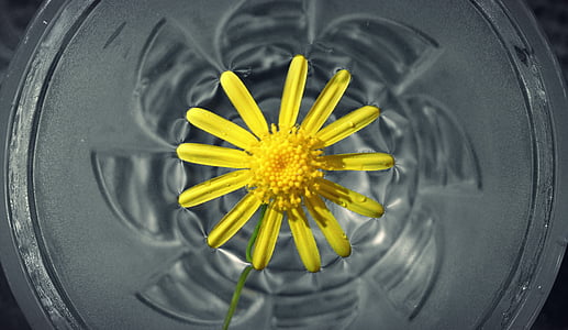 flower in water, flower, yellow, nature, water