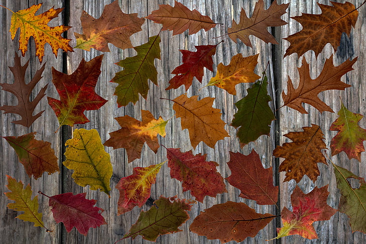 lapai, rudenį lapai, spalvinga, spalvoti, rudens spalvos, atsirasti, rudenį lapija