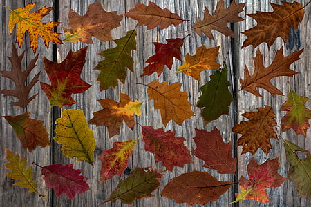 pozostawia, jesienią liście, kolorowe, kolorowe, spadek koloru, pojawiają się, Spadek liści