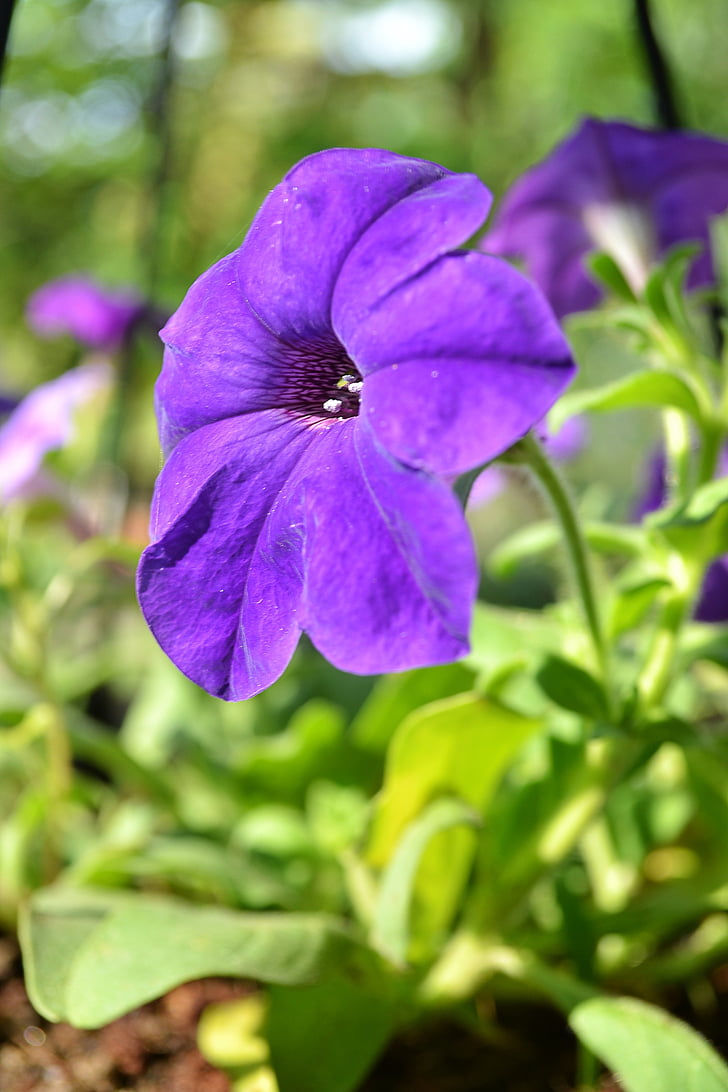 květiny, květ, purpleflower, závod, Srí lanka, mawanella, Ceylon