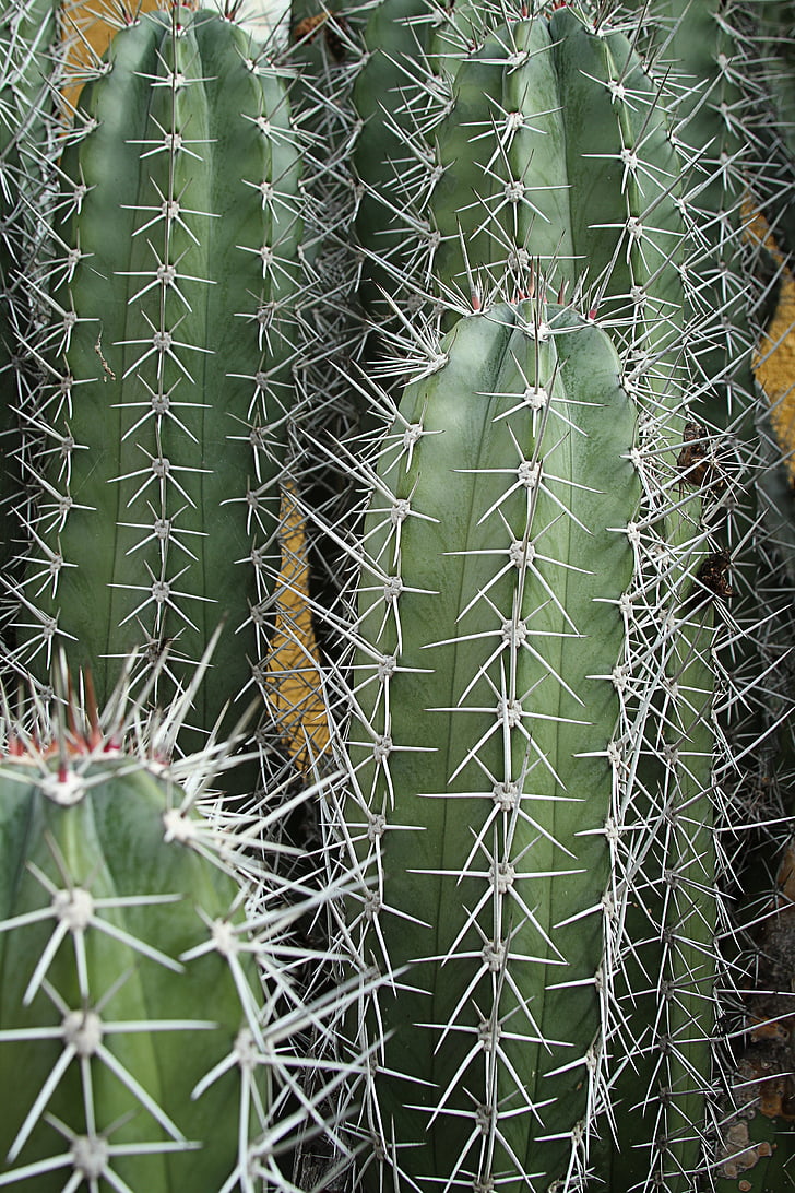 Cactus, STING, taggig, Anläggningen, naturen, grön, Flora