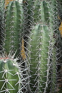 kaktusz, Sting, tüskés, növény, természet, zöld, Flóra