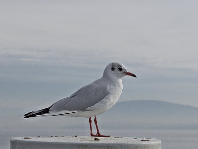selective, focus, photography, white, seagull, surface, bird