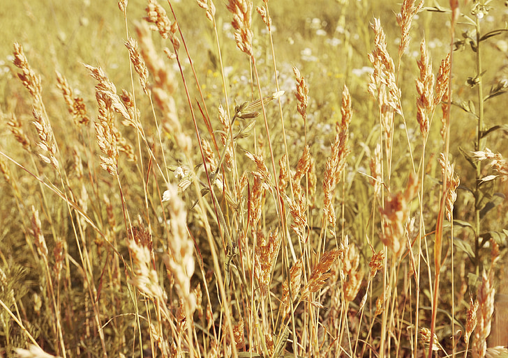 kolos, field, meadow, wheat, cereals, nature