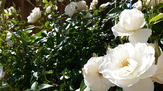 white roses, rose bush, flower, white, green, spring, garden