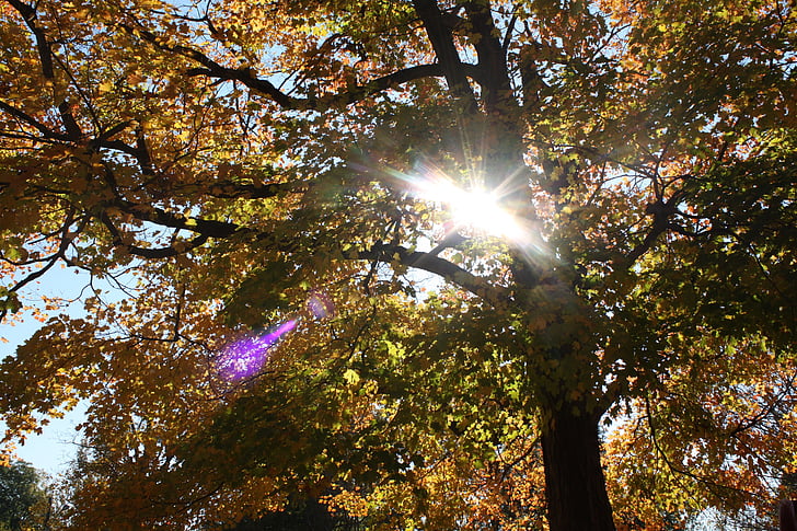 light, trees, halo, autumn, sunlight, nature, tree