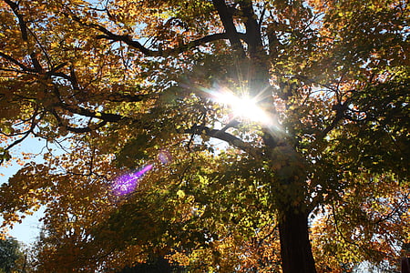 cahaya, pohon, Halo, musim gugur, sinar matahari, alam, pohon