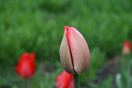 blomst, Tulip, bud, rød, forårsblomster