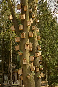 Vogel, Haus, Holz, Baum, Wolkenkratzer, Nest, Natur