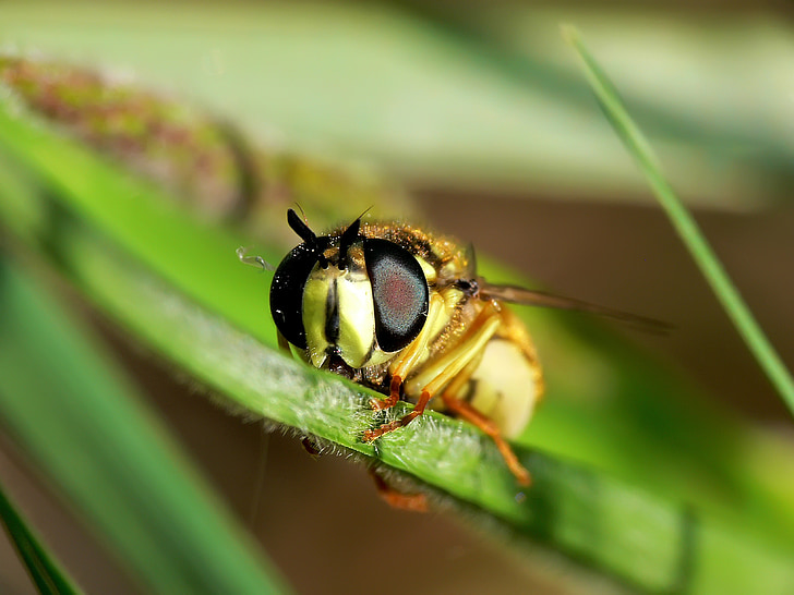 Wasp, insect, sluiten, macro, natuur, Close-up, dier