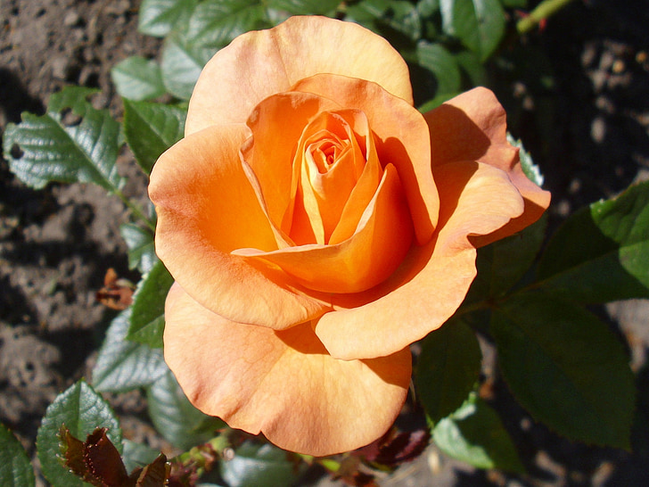 Rosa, bengalí, flor, taronja, floració, pètals, flor