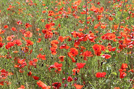 bidang, Poppy, bunga, musim panas, Meadows, merah, kampanye