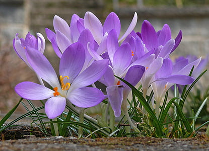 Crocus, bunga, musim semi, ungu, ungu, ungu, bunga musim semi