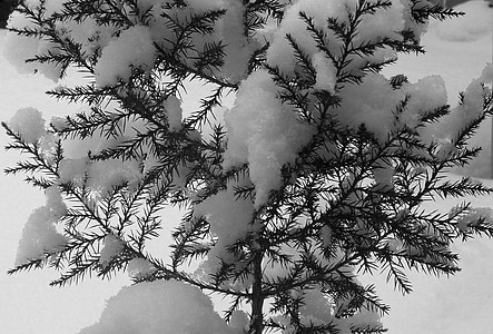 เอเวอร์กรีน, ต้นไม้, หิมะ, ฤดูหนาว, คริสมาสต์, คริสต์มาส