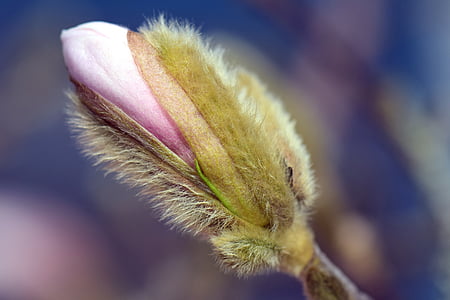 Magnolia, õis, Bloom, kevadel, Bud, roosa, frühlingsblüher