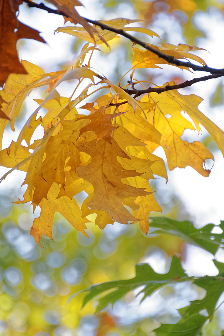 jeseni, listi, listov, padec listje, drevo, padec barve, narave
