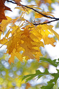 automne, feuilles, feuille, feuillage d’automne, arbre, couleur d’automne, nature