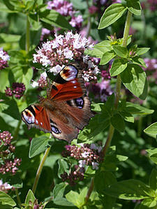 공작 나비, 나비, 나비, 동물, 곤충, 생물, 날개