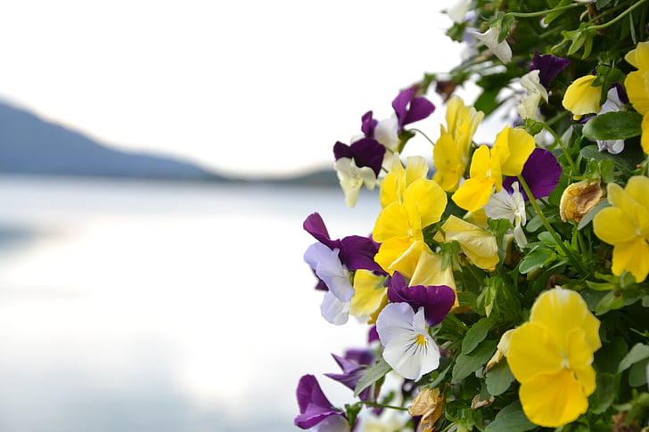 cvijet, jezero, planine, cvijeće, žuta, proljeće, ljeto