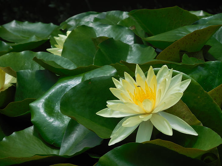Lotus, Blume, gelb