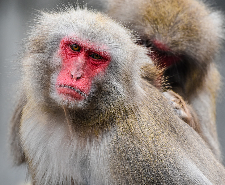 Japonia małpa, ogród zoologiczny, Wilhelma, czerwona twarz, delouse, zwierząt