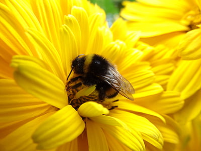alam, Pekanbaru, kerja serangga, musim panas, serbuk sari, makro, bunga