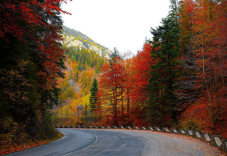 forest road, autumn, trees, road, forest, nature, landscape