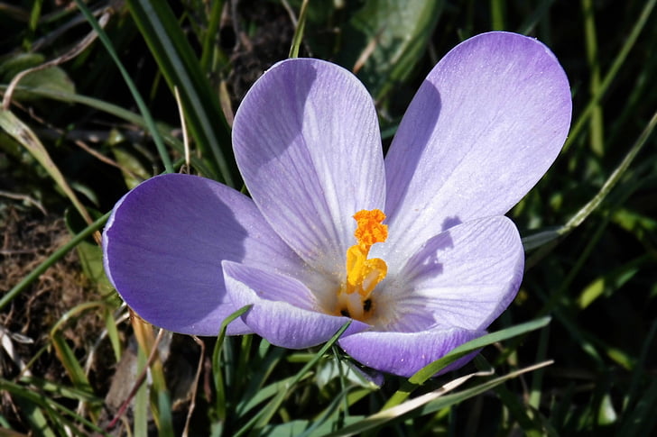 Jarní louka, Šafrán, rané bloomer, frühlingsanfang, růžová, Příroda, květ