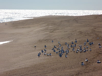 beach, seagull, sea, sand, water, bird, animal