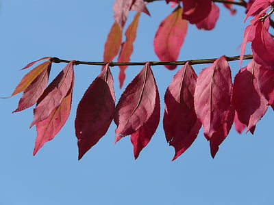 φύλλα, κόκκινο, το φθινόπωρο, χρωματισμός, αίμα δαμάσκηνο, κόκκινο φύλλο, Κερασοδαμασκηνιά
