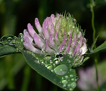 nature, drops, clover, red