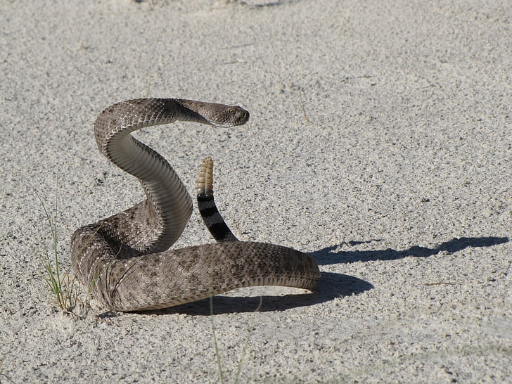 rattlesnake di diamondback occidentale, Viper, velenoso, rettile, fauna selvatica, velenoso, natura