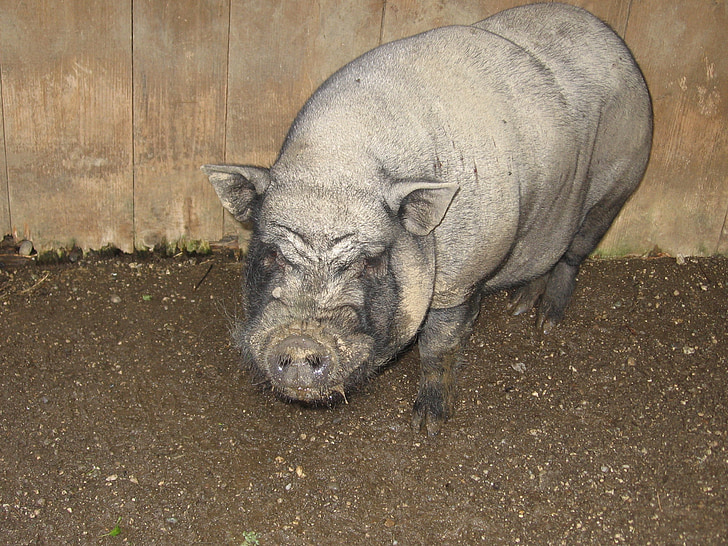 pig, animal, farm, nature, happy pig, pigsty, sow