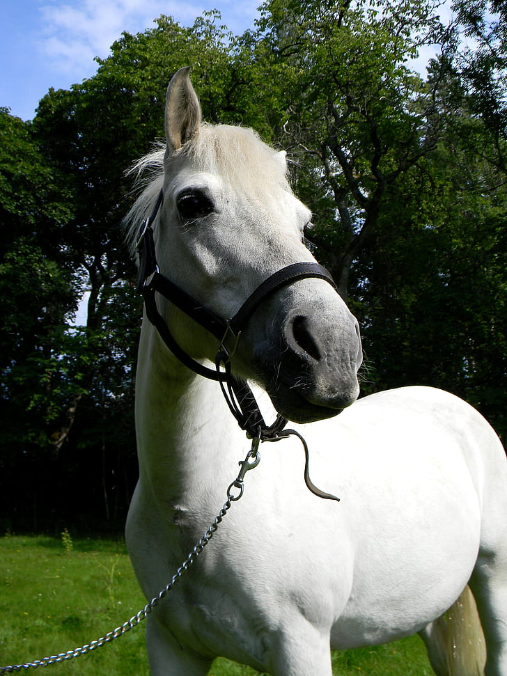 kůň, Pony, portrét, zvíře, bílý kůň, volně žijící zvířata, koní
