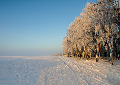 冬天, 雪, 日出, 寒冷, 景观, 白雪皑皑, 冬天灌木