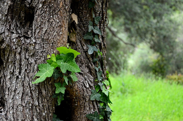 Ivy, ağaç, arka plan, kabuğu, Yeşil, doğa, Orman