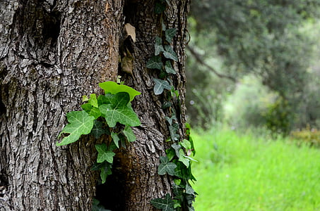 ivy, tree, the background, the bark, green, nature, forest