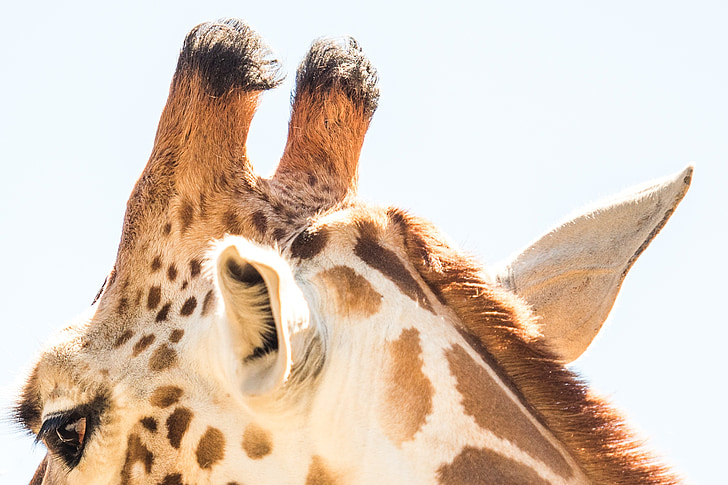 giraffa, animale, Zoo di, fauna selvatica, Africa, mammifero, fauna